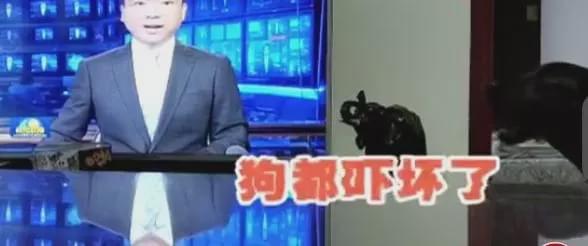 新闻爆料搞笑视频素材大全,笑料横生！新闻爆料搞笑视频素材大盘点